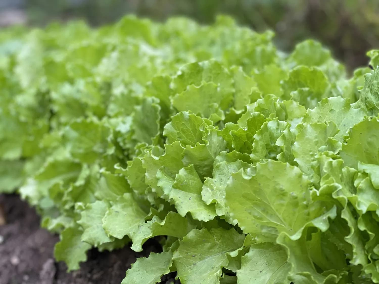 小白菜：餐桌上的健康守护者
