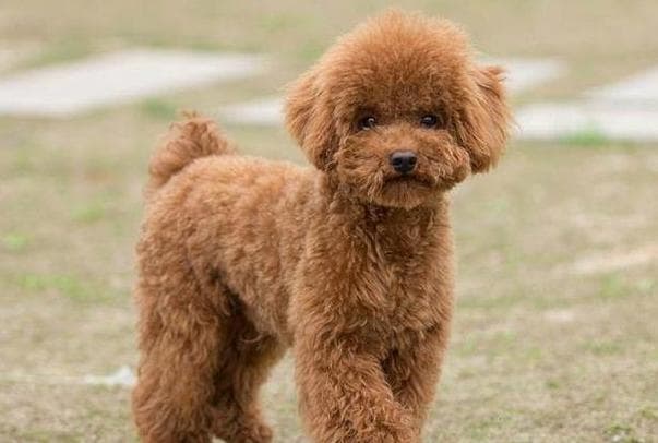 贵宾犬和泰迪犬的区别