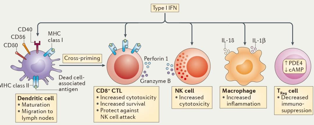 干扰素(IFNs)家族信号通路及其生物学功能