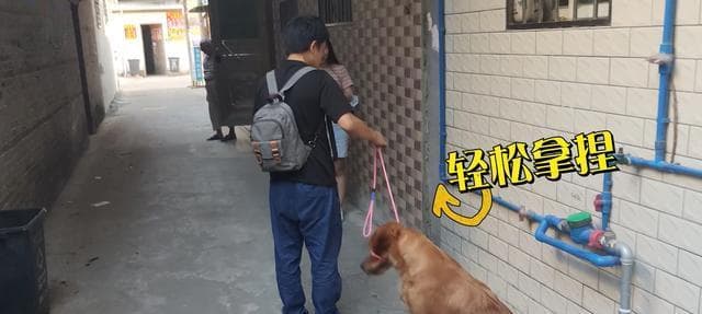 金毛犬喜欢扑人的原因及如何改正这个坏习惯