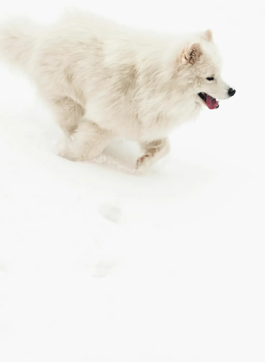萨摩耶犬：来自西伯利亚的萌宠大使