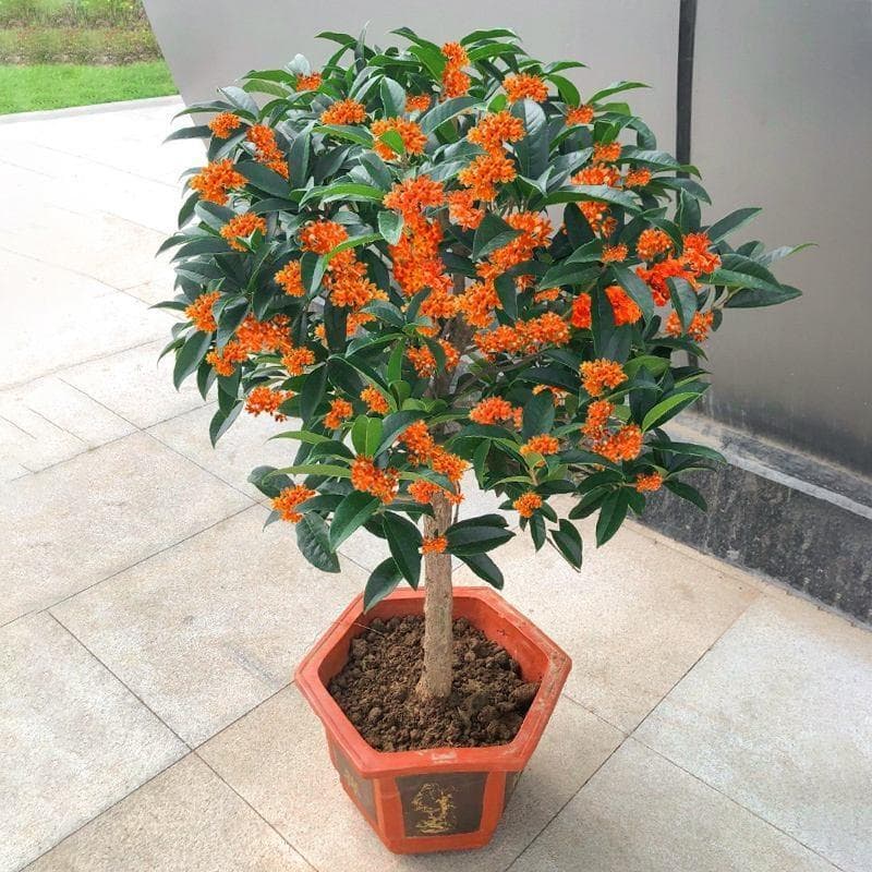 桂花喜欢酸性还是碱性土壤