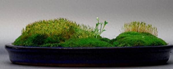 苔藓怎么施肥更绿（苔藓的养护环境要求）