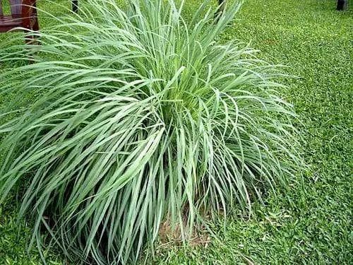 蚊子防御战，10种神奇植物前来助阵