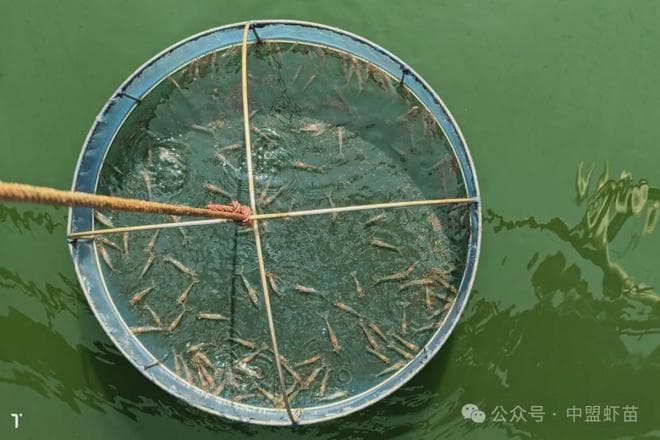 虾浮头怎么办？养殖高手为你揭秘原因与应对方案