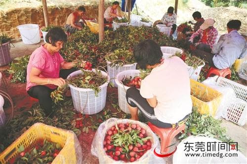 东莞大朗：荔枝助乡村振兴促农民增收