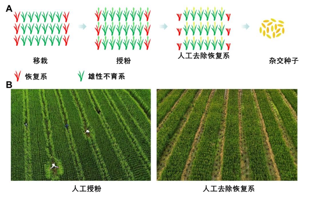 小籽粒撬动大产业：新研究可实现全机械化杂交水稻育种