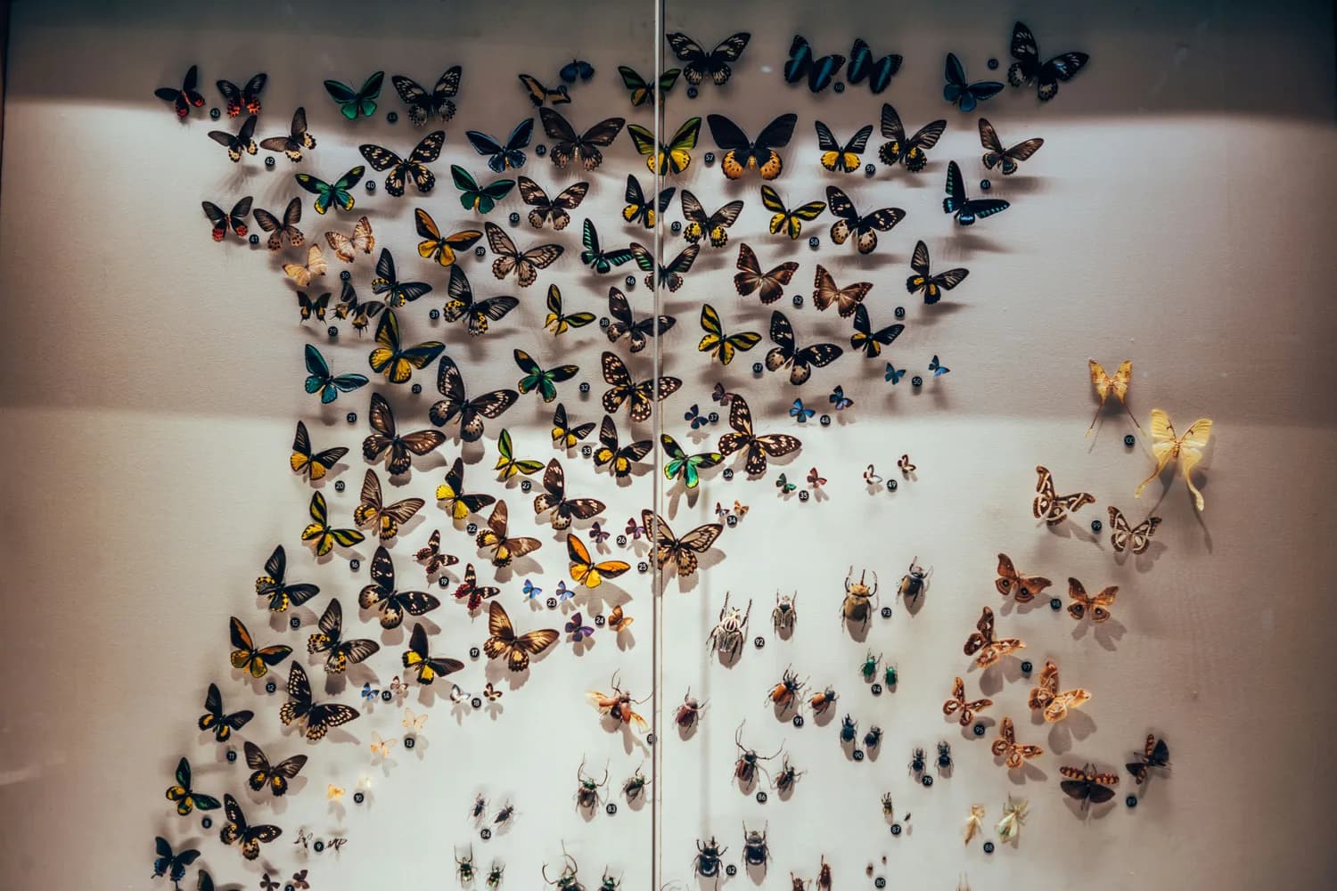 第二届广州生态昆虫艺术展：30万亲子家庭打卡的昆虫王国