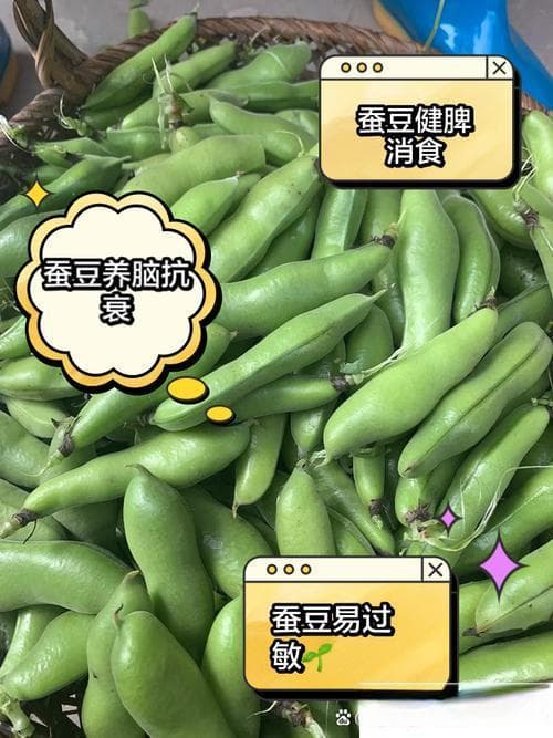 吃蚕豆的好处和坏处,蚕豆营养益处与风险一览
