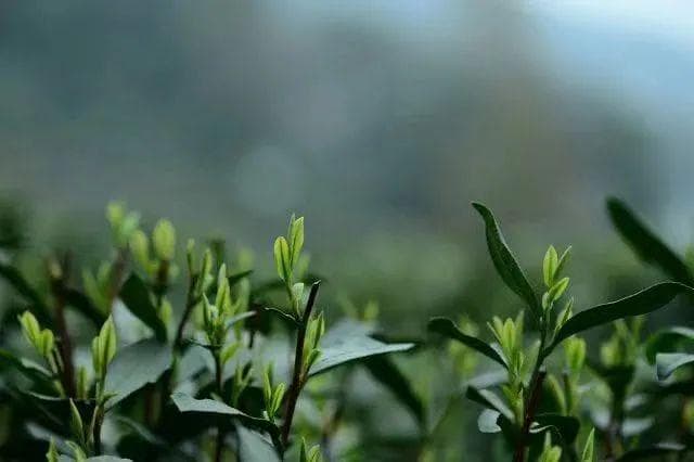 “龙井皇后”沈红解答西湖龙井常见疑问！干货必看~
