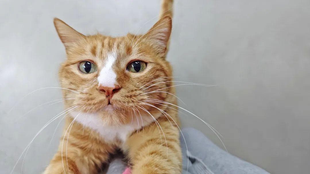猫咪这5个行为，是在默默保护你！别误解了！