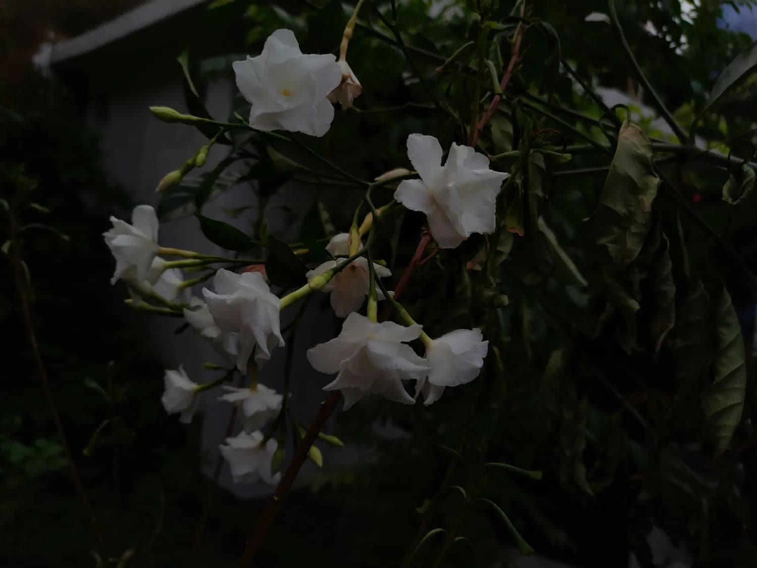 秋冬季节，让你的垂丝茉莉花开不断！