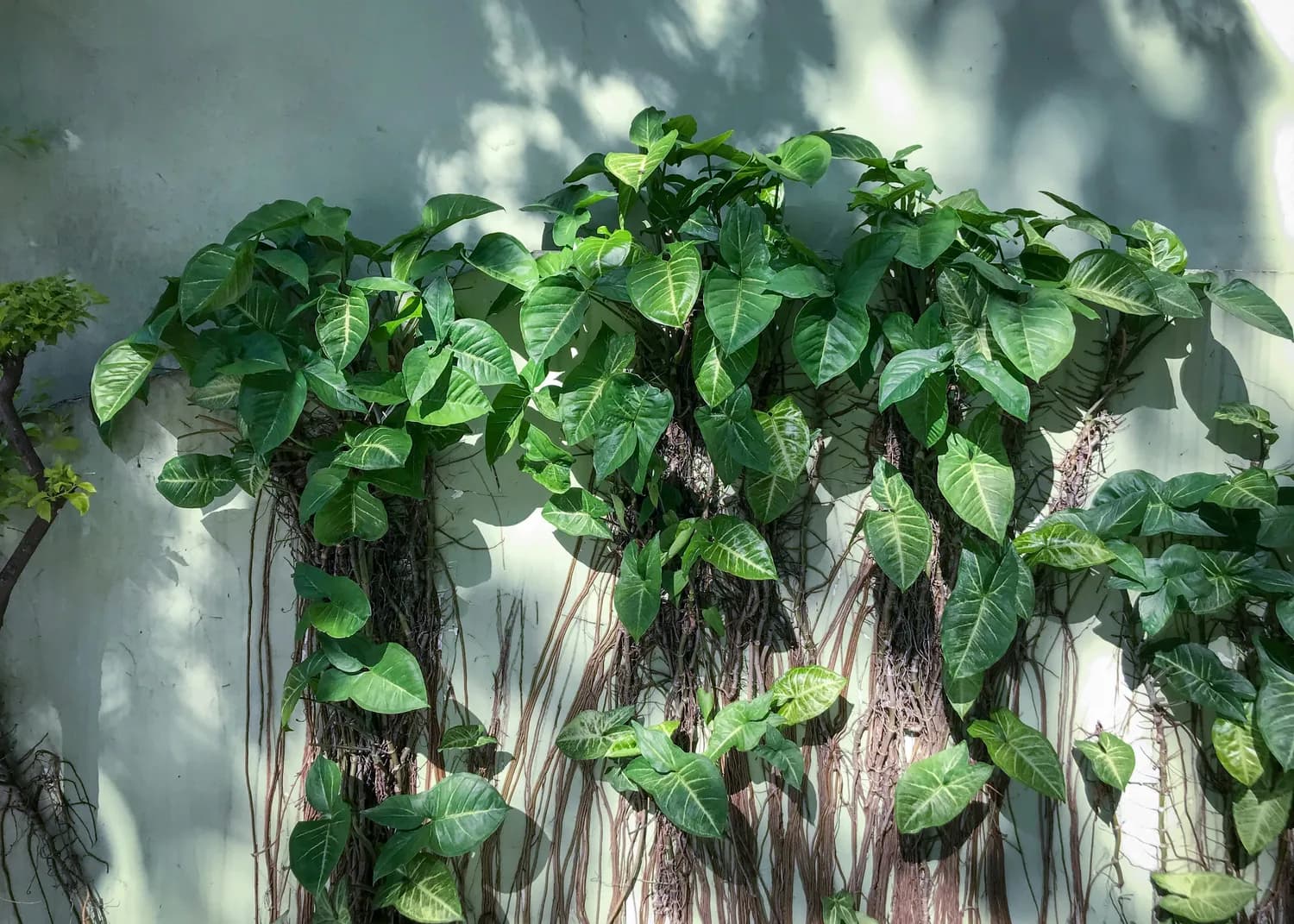 鱼腥草与折耳根：一味植物的双重价值