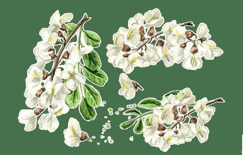 这种营养价值高的花现在不吃，错过等一年