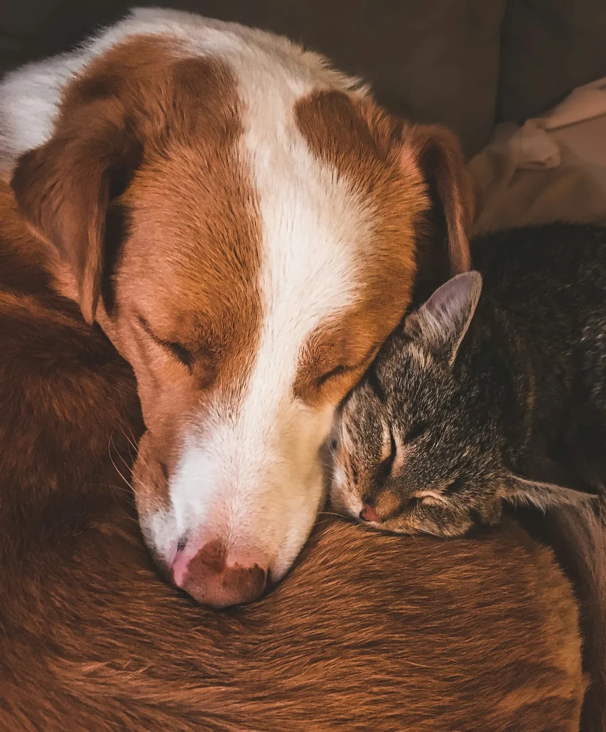 腊肠犬和猫咪生病时的饮食调理指南
