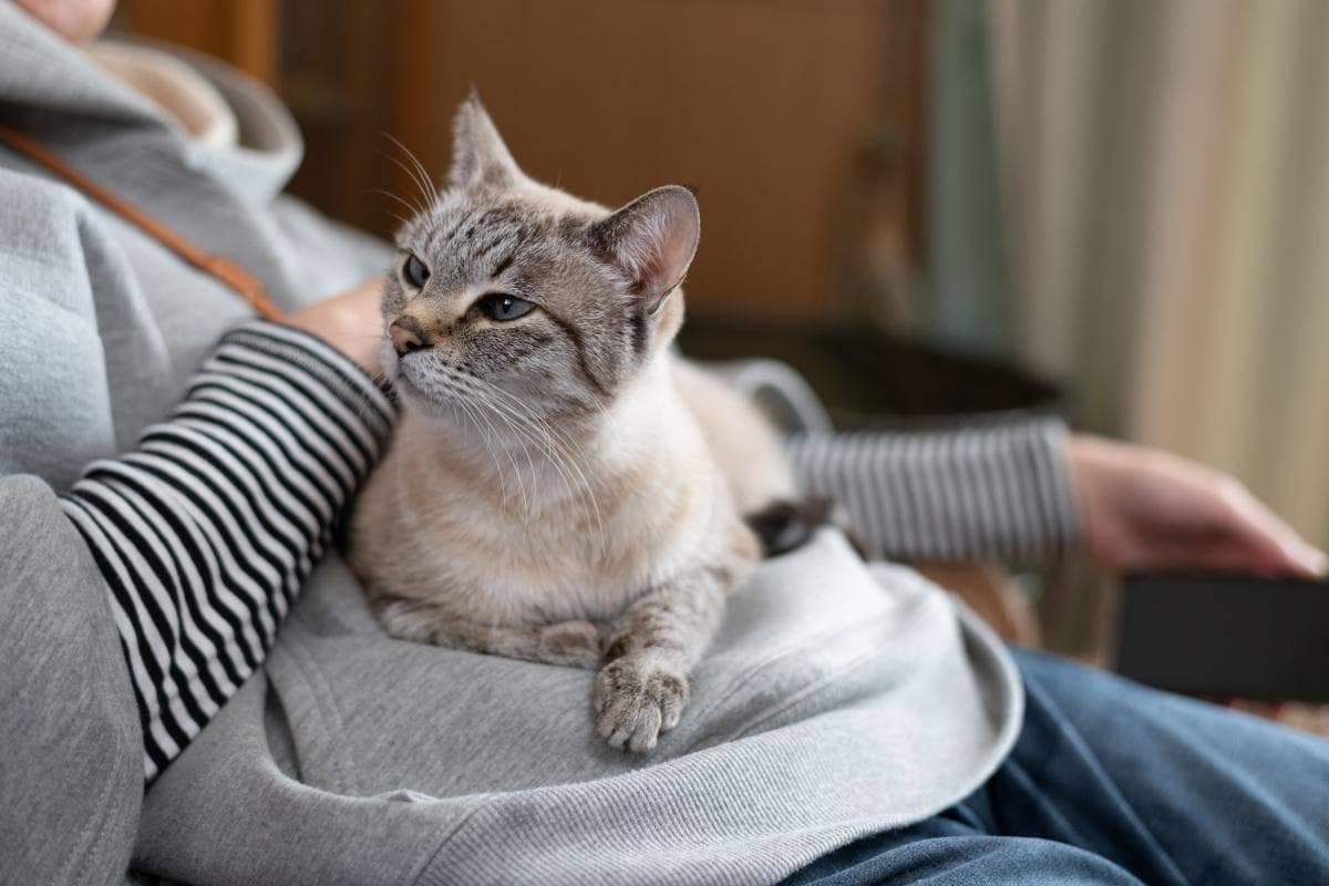 猫咪非常信任你的几个表现，你家猫咪占了几条？