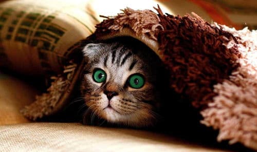 猫咪适应新环境，小技巧大帮助！