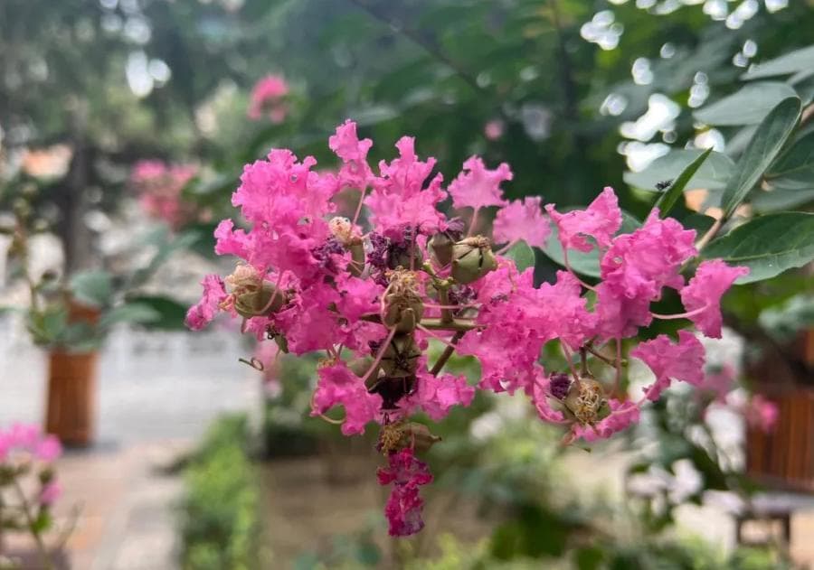 还记得《如懿传》中的凌霄花吗？故宫秋日赏四花