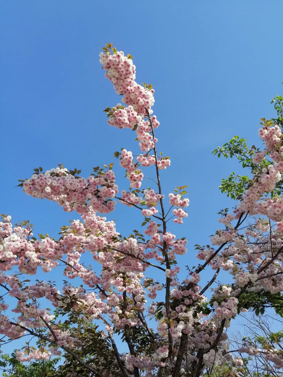 玉溪新平磨盘山：万亩樱花海与千桌磨盘宴等你来