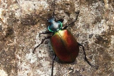 从粪球到图腾：蜣螂的生物特性与文化象征