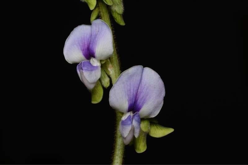 豆科植物在台湾的归化：种类、特征与生态影响