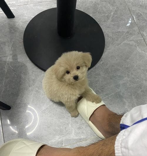 六种狗狗便秘情况的处理方法
