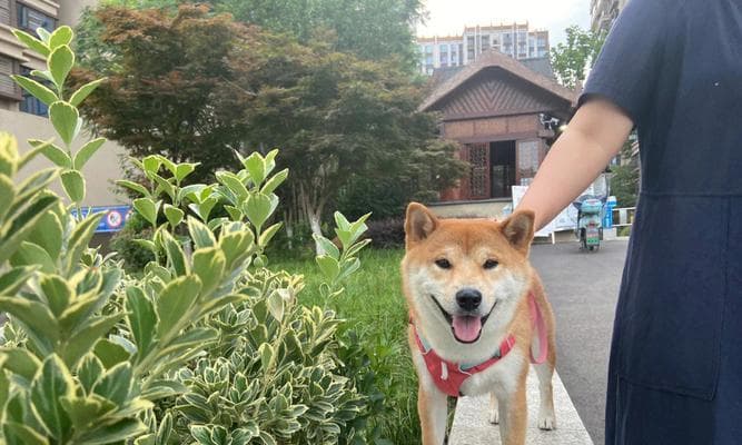 如何培养一只性格良好的小狗：15个实用建议