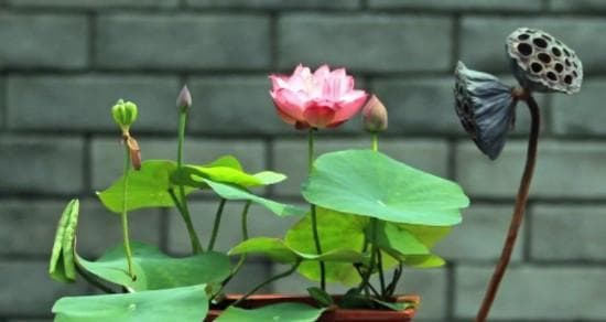 碗莲花期的特点和持续时间剖析
