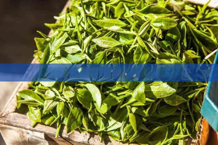 缓解胃反酸：最适合饮用的茶类推荐
