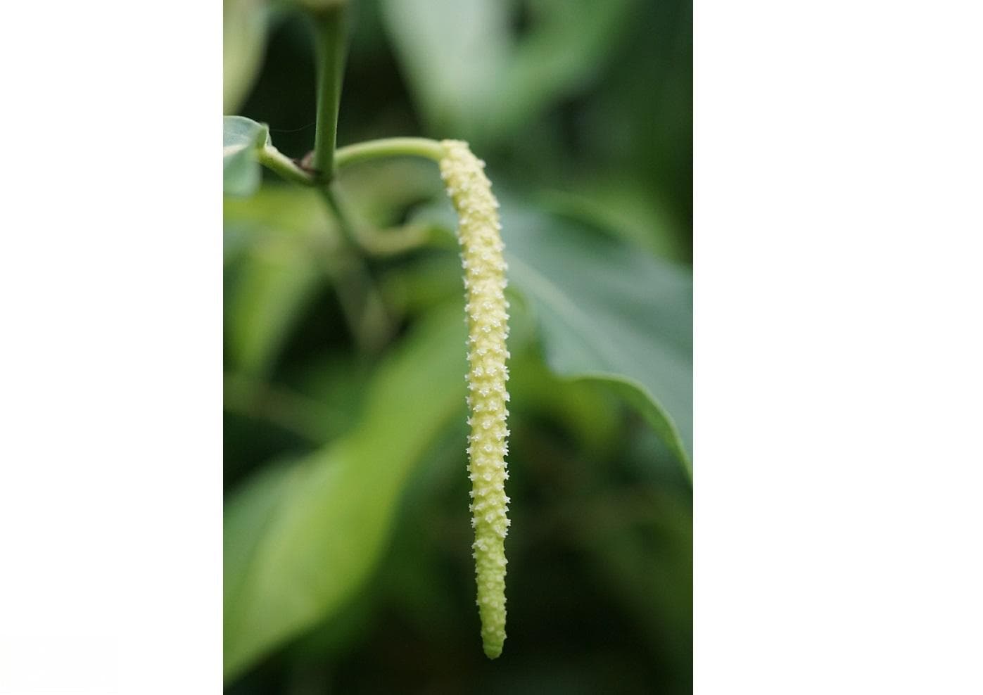胡椒野生种中发现独有的茉莉酸反应抗病途径