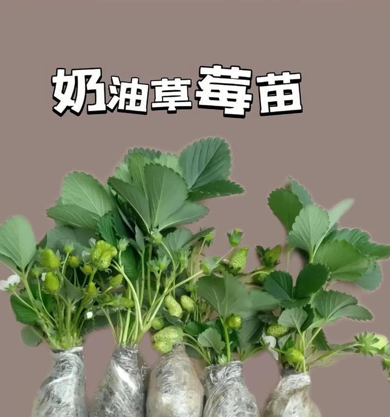 草莓盆栽育苗完全指南：从选种到移栽的全程详解