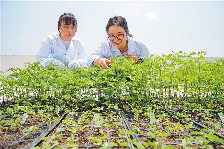 三亚崖州湾科技城：弯道超车抢人才