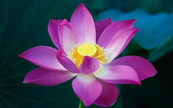 荷花价格全攻略：不同地区价格对比与种植指南
