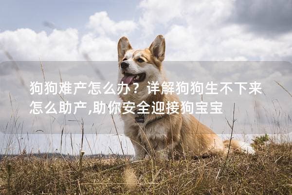 狗狗难产怎么办？详解狗狗生不下来怎么助产,助你安全迎接狗宝宝