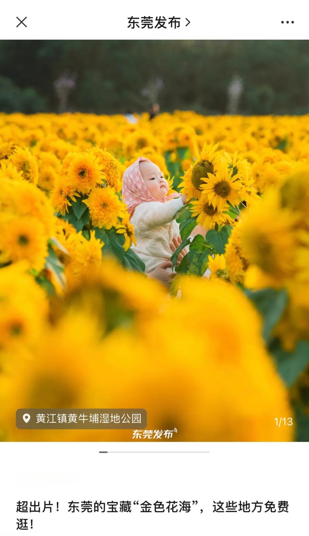 东莞黄牛埔森林公园：向日葵花海走红，配套齐全成休闲新去处