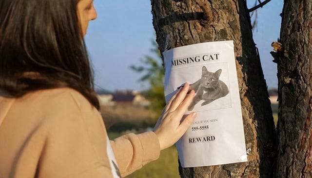 爱猫失踪？别急，宠物侦探来帮忙！