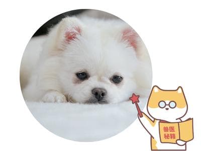 狗狗掉毛吃什么改善？这份清单快收藏