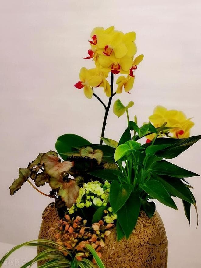 蝴蝶兰换盆：一场温柔的革命，让美丽不再凋谢！