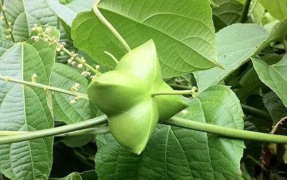 星油藤富含ω-3能够改善并提高记忆力和认知功能！