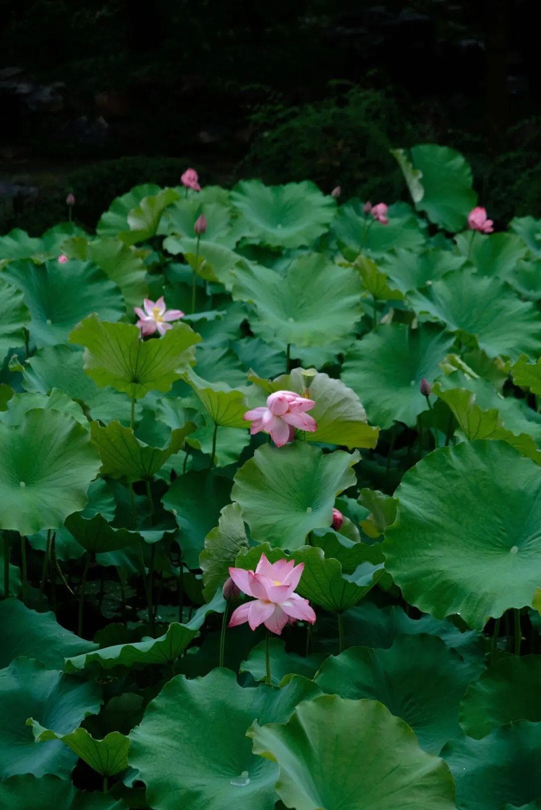 繁华痴梦——世家子弟张岱的江南生活美学