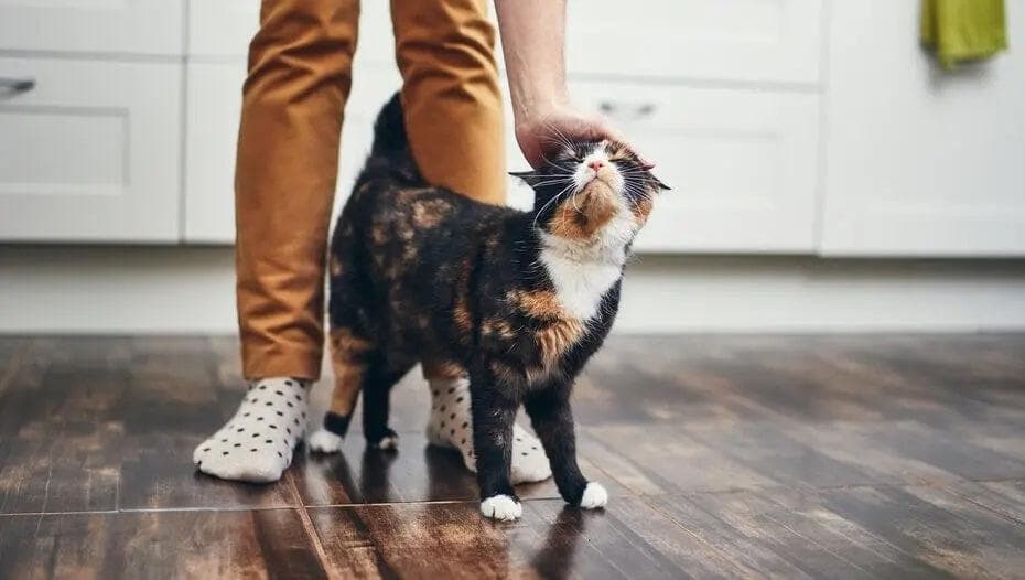 猫咪的五种爱的语言