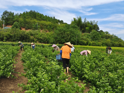 茉莉花茶窨制要做好“白兰打底、三窨一提”