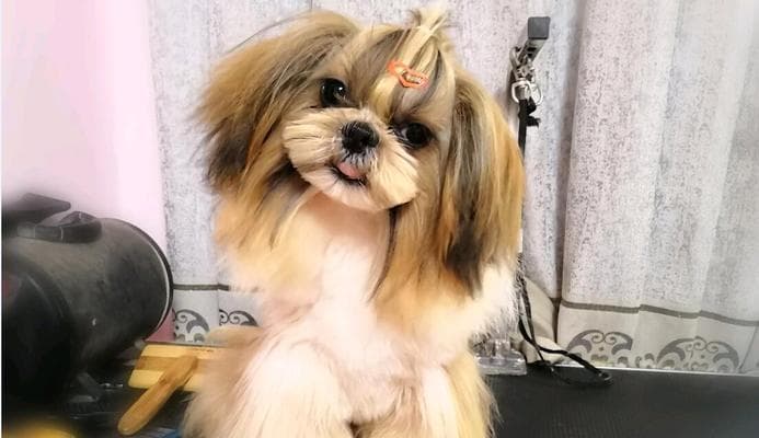 西施犬饲养指南：从选购到日常护理的全方位指导