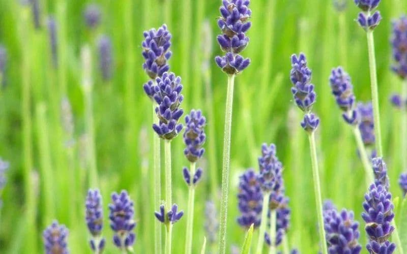 薰衣草：爱情与幸运的芬芳使者