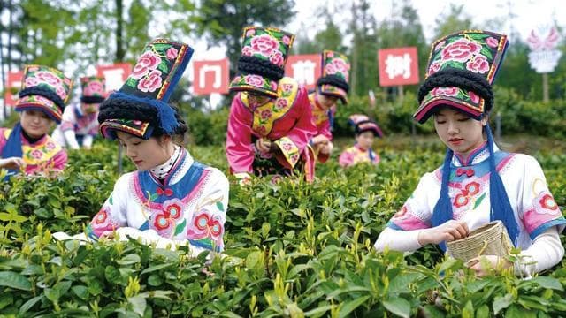 央视聚焦北川苔子茶：多物种共生成其独特亮点
