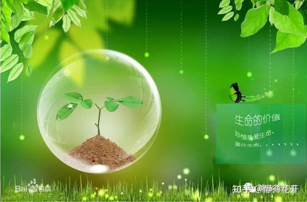 无花堪折：人生的遗憾与生命的价值