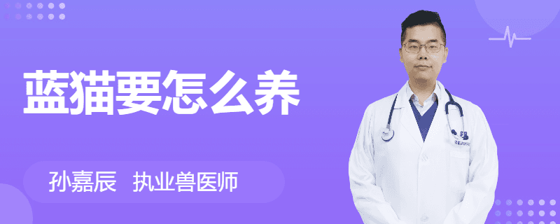 蓝猫要怎么养