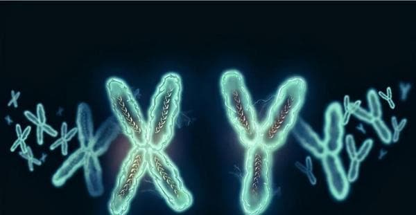 科学家发现人类的Y染色体正在不断缩短，未来的男性将何去何从？
