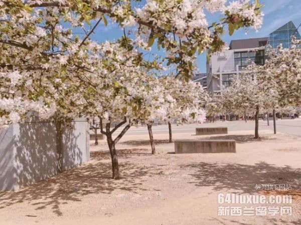 澳洲计算机专业本科留学指南：条件、流程、费用全解析