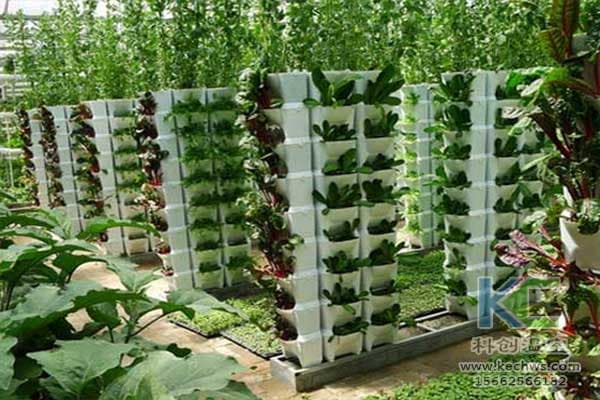 冬季水培植物的越冬技巧